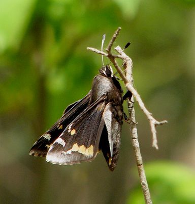 Megathymus yuccae 100352483