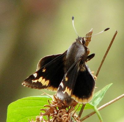 Megathymus yuccae 100587066