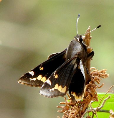Megathymus yuccae 100587073