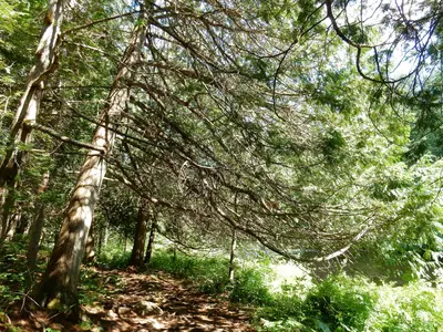 "Barron Canyon" (37695549716)