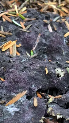 Nectriopsis violacea 146495535
