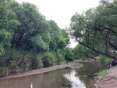 Trees in the Gila Box Riparian National Conservation Area (55125587081)