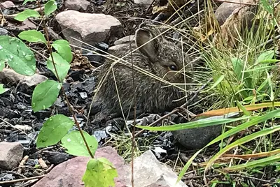 Wildlife- Hidden Baby Bunny (49891601563)