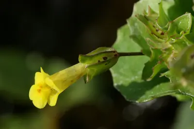 Erythranthe geyeri - Flickr - aspidoscelis (2)