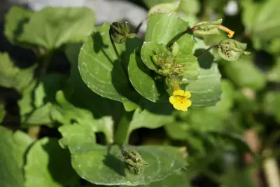 Erythranthe geyeri - Flickr - aspidoscelis (1)