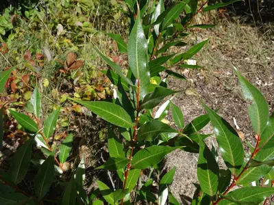 Salix lucida, Manitou Lake, Nipissing, Ontario 2