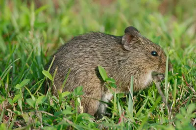 Sigmodon hispidus 136148852
