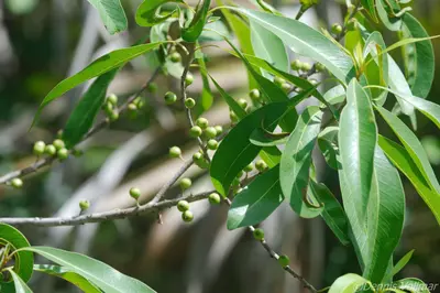 Sideroxylon salicifolium 305862949