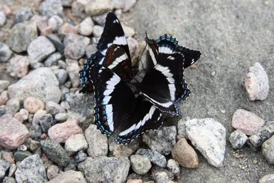 Limenitis arthemis PJC1