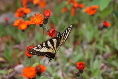 Papilio canadensis PJC2