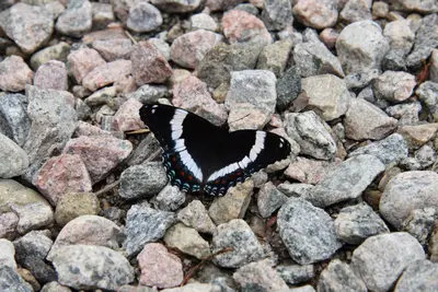 Limenitis arthemis PJC2