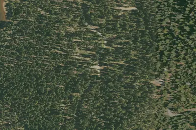 Running Deer (Family Cg)