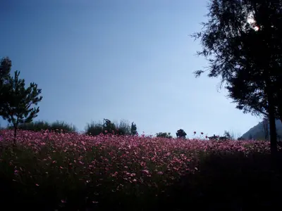 Violetas en el amanecer. - panoramio