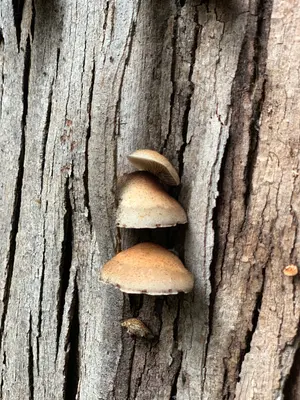 Crepidotus mollis 29395172