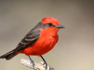 Vermillion flycatcher
