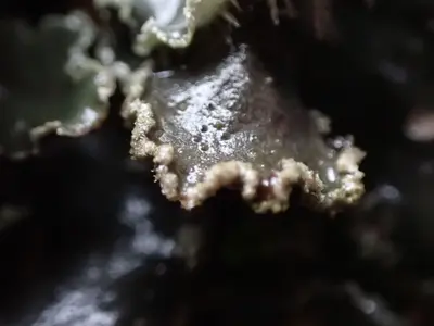 Peltigera collina 163699926