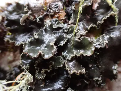 Peltigera collina 163699910