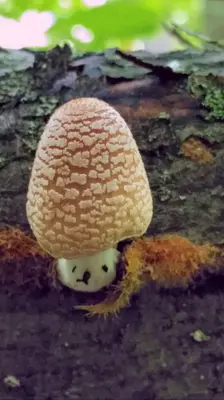 Coprinellus domesticus 19006760