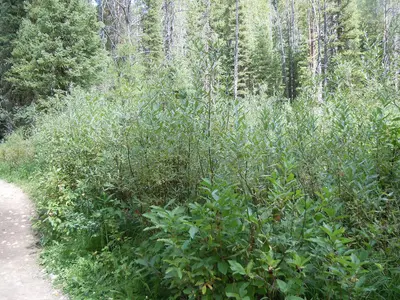 Salix lemmonii (5026890299)
