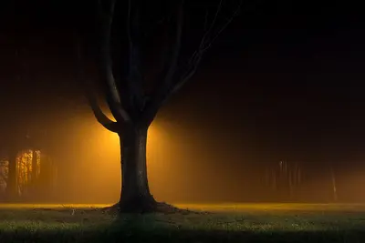 High pressure sodium tree (32075475210)