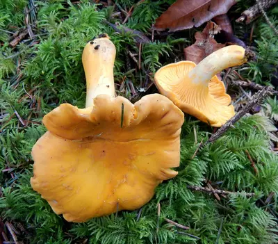Cantharellus formosus 371202