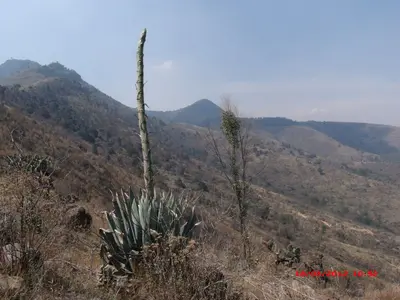 Maguey floreando - panoramio