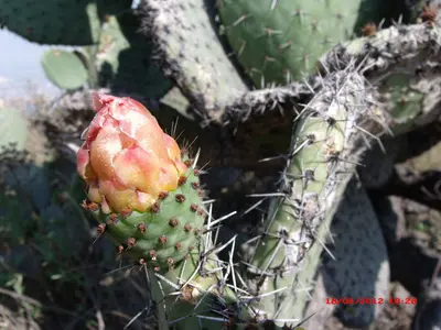 Flor de nopal. - panoramio