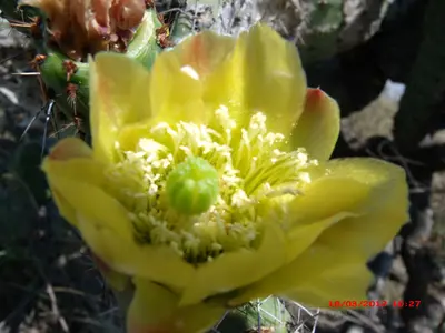 Flor de nopal abierta. - panoramio