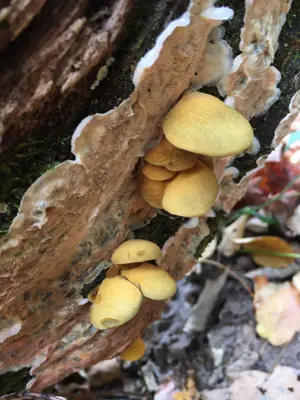 Sarcomyxa serotina 101806268
