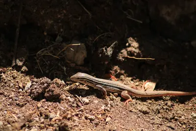 Aspidoscelis costatus 277878944
