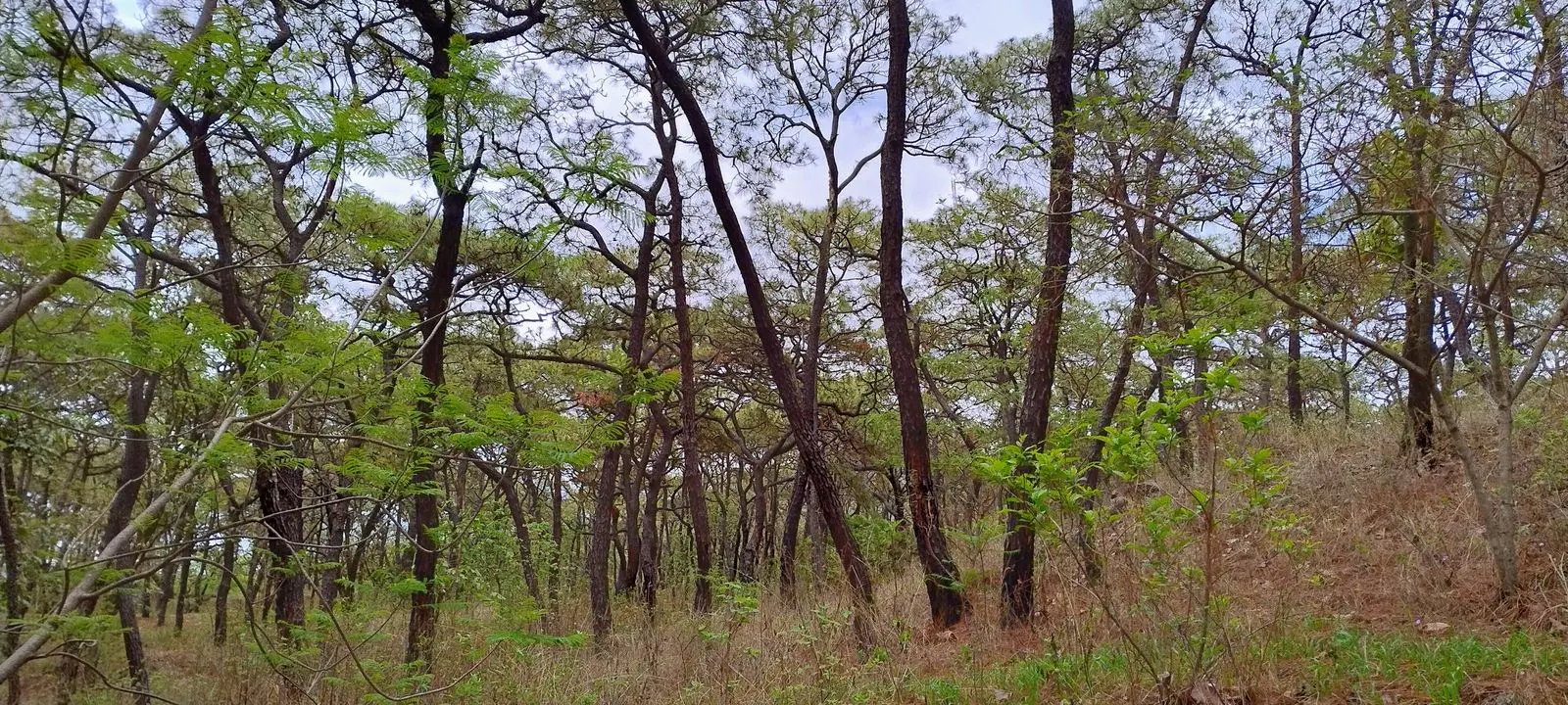 Photo of Área de Protección de Flora y Fauna La Primavera