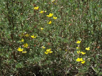 Bush cinquefoil, Dasiphora fruticosa (15860740018)