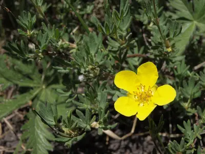 Bush cinquefoil, Dasiphora fruticosa (15425911184)