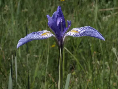 Western iris, Iris missouriensis (14919287384)