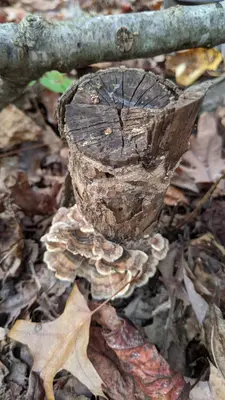Trametes versicolor 101729243
