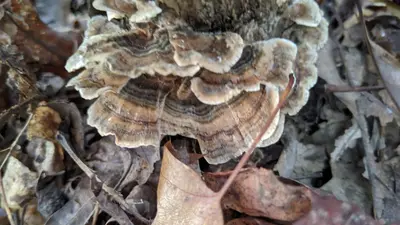 Trametes versicolor 101729251