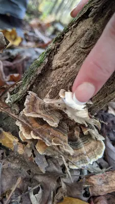 Trametes versicolor 101729269