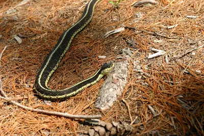 Snakes on an Island