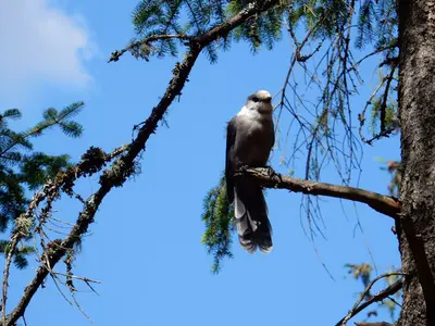 Canada Jay, Algonquin Park, Ontario, Canada (37073466923)