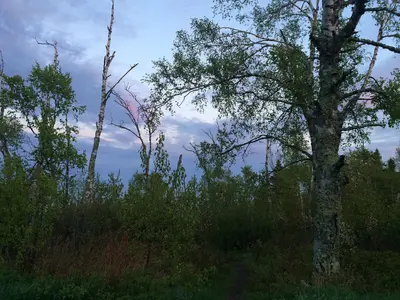 Clouds and trees (Gooseberry Falls State Park)