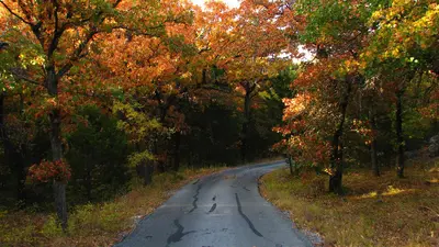 Looking North, Fall Colors In Camp Doris, by Group Site 3 - panoramio