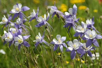 Flattops Flowers (6154240183)