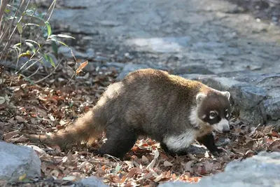 The white-nosed coati, a member of the raccoon family, may visit your campsite. Bonita Canyon Campground