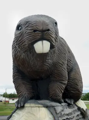 Big beaver (3750856001)