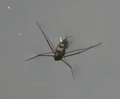 Gerridae P1060231b