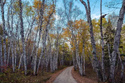 Road to Lake of the Woods - Zippel Bay State Park, Minnesota (37582545771)