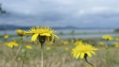 Hypochaeris radicata 1