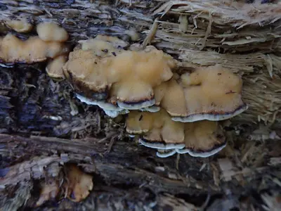 Bjerkandera adusta 173892891