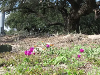 Callirhoe Involucrata (Winecup) at a great 281 Rest Stop. - panoramio