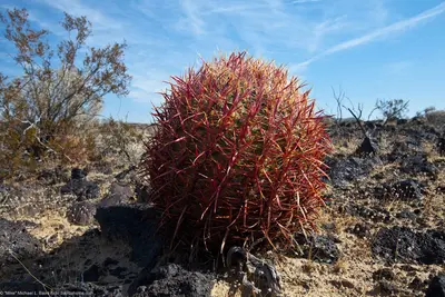 Red barrel cactus, in Lava field off Kelbaker Road